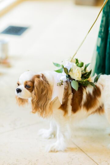 Andrea and Trevors dog in a greenery collar