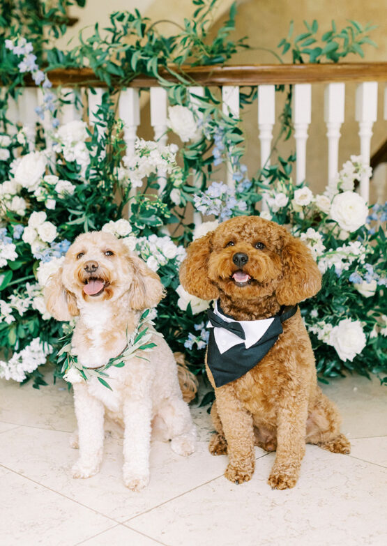 McKenna and Tres' Dogs Dressed up for the wedding
